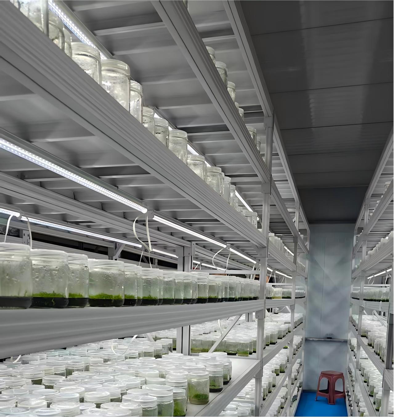 Tissue Culture.jpg Tissue Culture.jpg